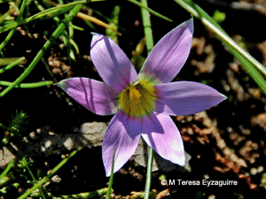 Romulea rosea