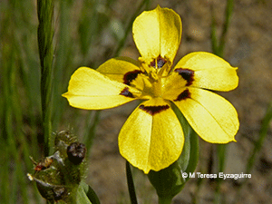Sisyrinchium graminifolium