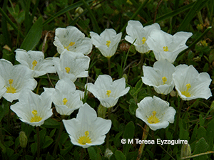 Nierembergia repens