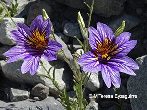 Salpiglossis sinuata