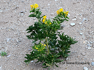 Senna urmenetae