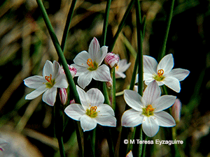Olsynium junceum ssp. junceum