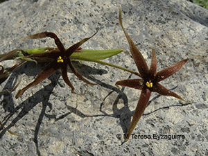 Gethyum atropurpureum
