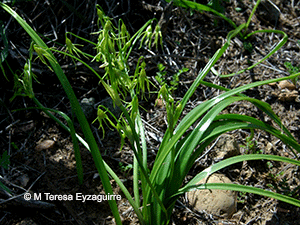 Ancrumia cuspidata