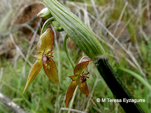 Gilliesia graminea