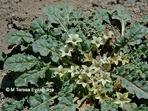 Jaborosa caulescens var. caulescens