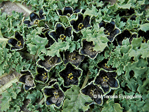 Jaborosa laciniata