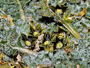 Jaborosa parviflora