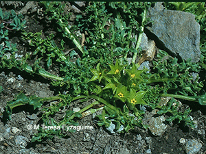 Jaborosa pinnata