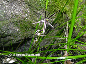 Miersia tenuiseta