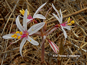 Traubia modesta