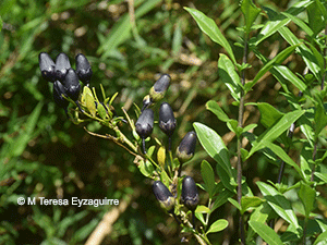 Vestia foetida