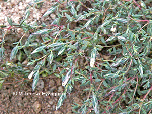 Chaetanthera depauperata