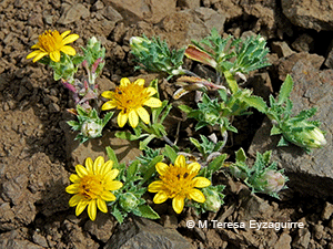 Chaetanthera flabellata