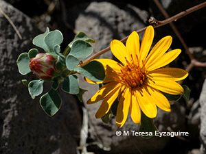 Chaetanthera glabrata