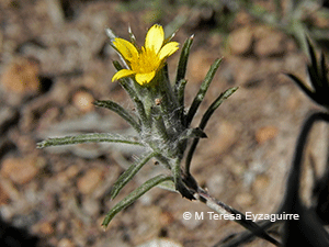 Chaetanthera moenchioides