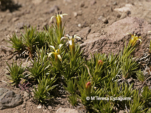 Calopappus acerosus
