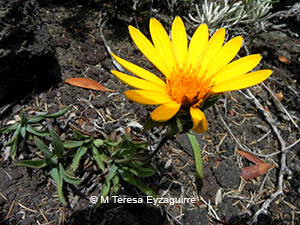 Chaetanthera elegans