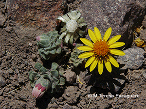 Chaetanthera kalinae