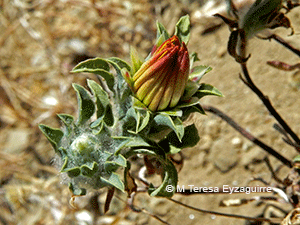 Chaetanthera limbata
