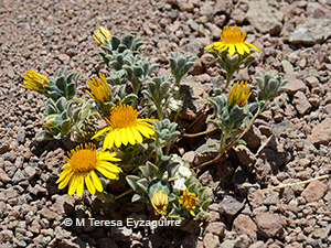 Chaetanthera pubescens