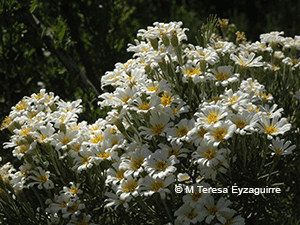 Chiliotrichum diffusum