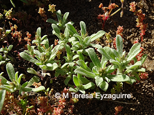 Micropsis nana
