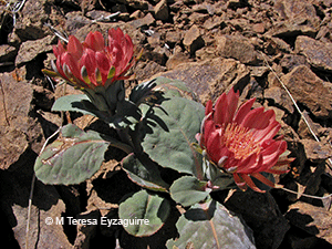 Pachylaena atriplicifolia
