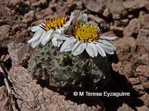Oriastrum chilense