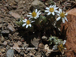 Oriastrum acerosum