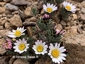 Oriastrum apiculatum