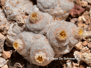 Oriastrum sphaeroidale