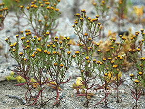Amblyopappus pusillus