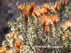 Chuquiraga  spinosa ssp. rotundifolia
