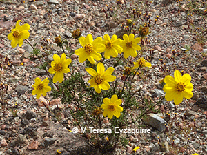 Coreopsis fasciculata