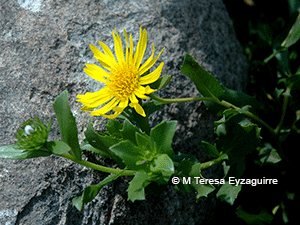 Grindelia glutinosa