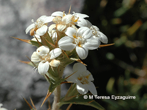 Nassauvia aculeata var. aculeata