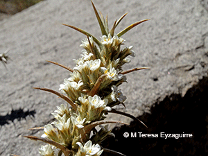Nassauvia axillaris