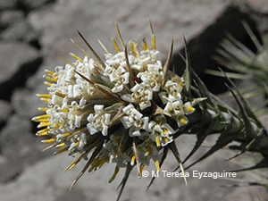 Nassauvia cumingii