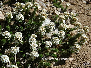 Nassauvia glomerata