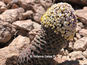 Nassauvia pinnigera