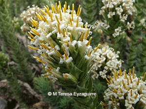 Nassauvia pyramidalis