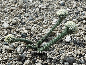 Nassauvia revoluta