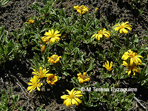 Notopappus prunelloides