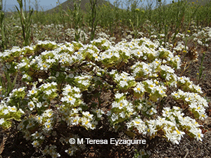 Triptilion gibbosum