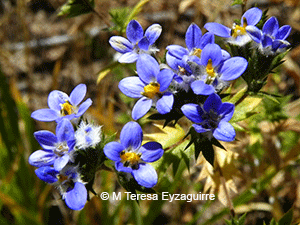 Triptilion spinosum
