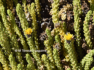 Xenophyllum juniperinum