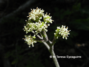 Adenocaulon chilense