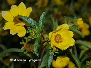 Bidens laevis