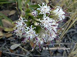 Gochnatia foliolosa